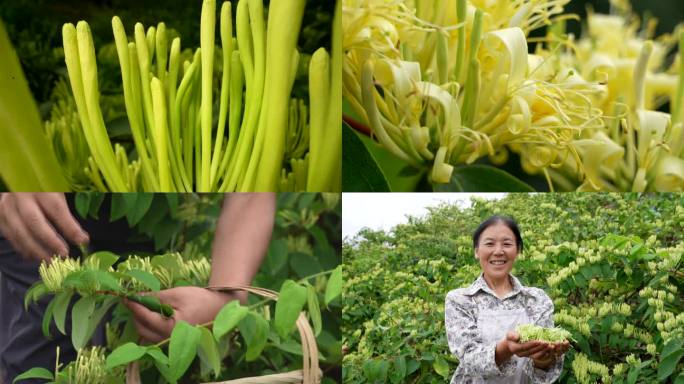 中草药 金银花 山银花种植 银花茶