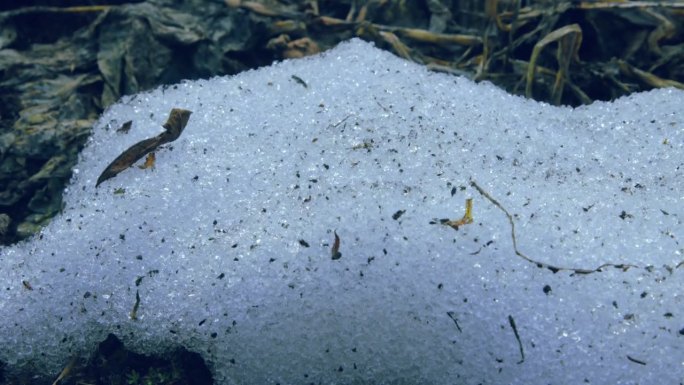 雪融化过程的特写镜头