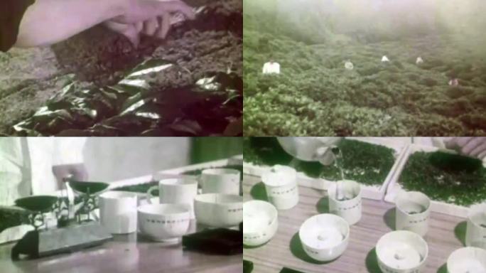 70年代 云雾茶采摘生产与研制
