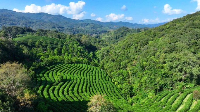 大山里的普洱茶