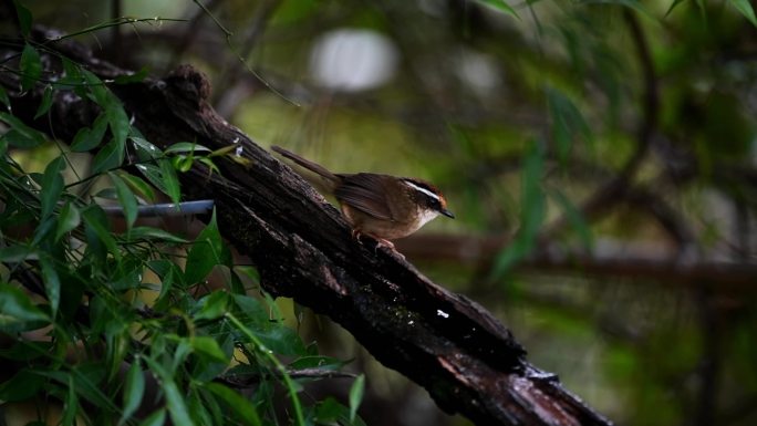 云南热带森林里的褐胁雀鹛
