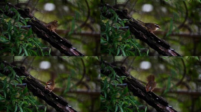 云南热带森林里的褐胁雀鹛