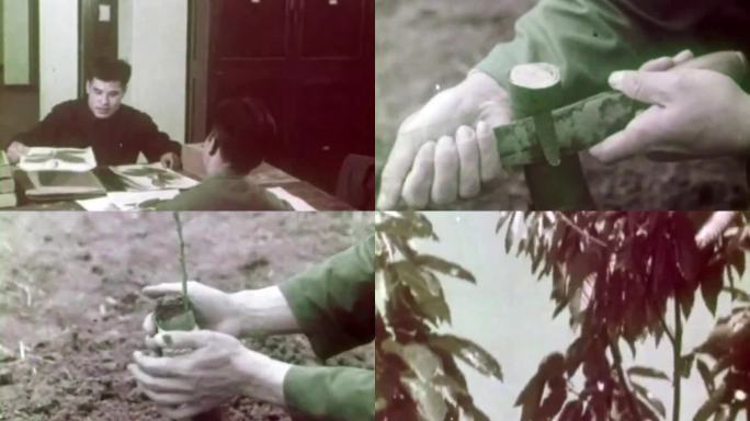 70年代 板栗栽培 良种选育