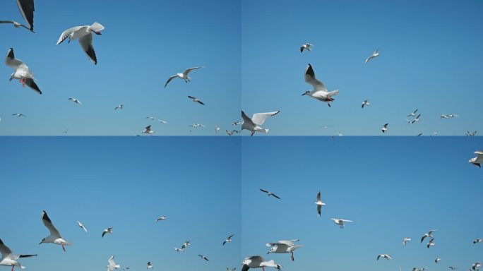 【正版素材】昆明人文海埂海鸥候鸟0107