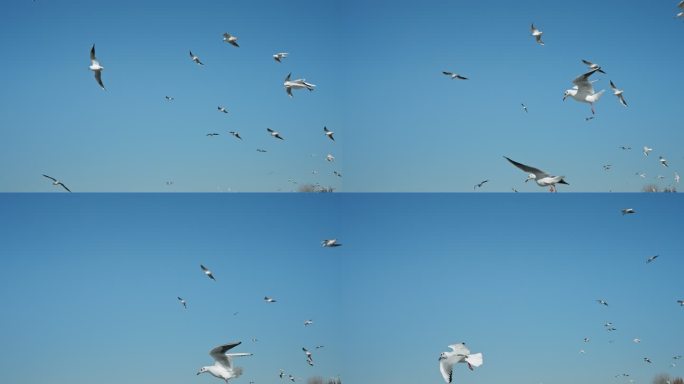 【正版素材】昆明人文海埂海鸥候鸟0111