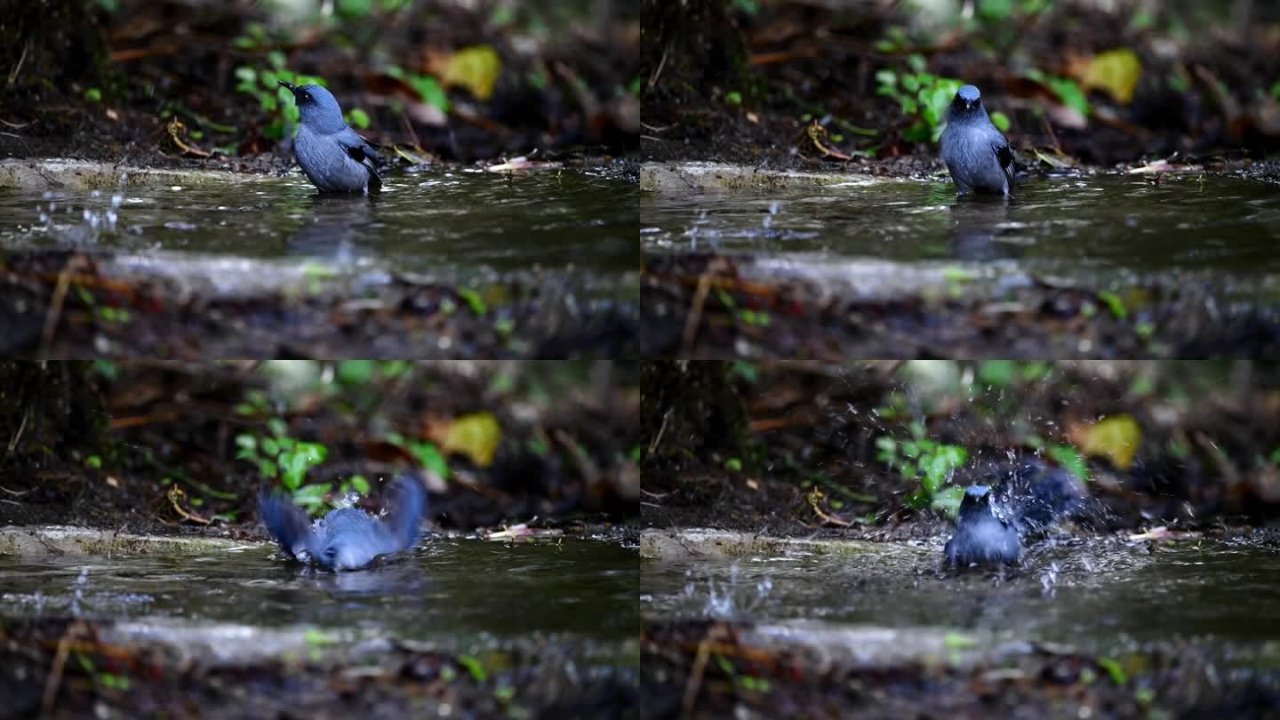 云南高黎贡山热带森林戏水的丽色奇鹛