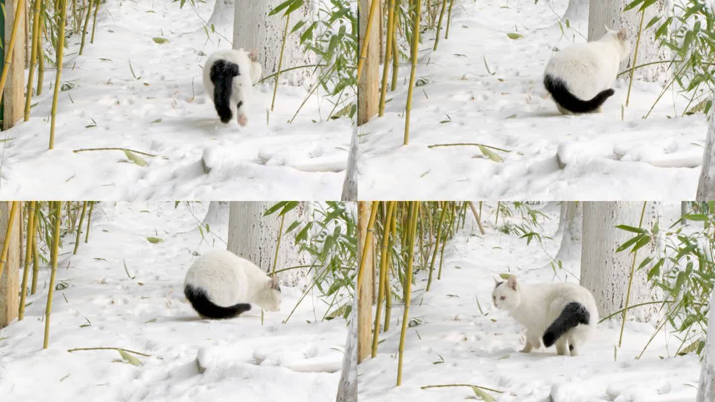 冬天白猫在雪地上行走张望