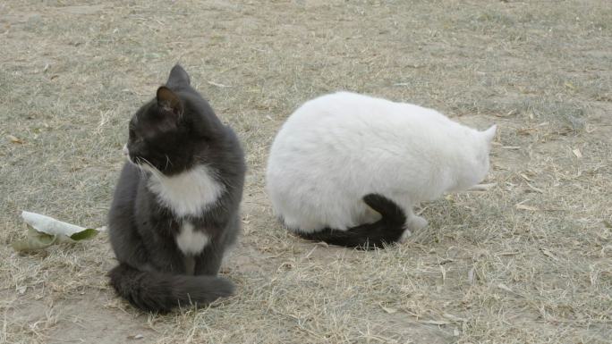 黑猫和白猫在草坪上休息结伴