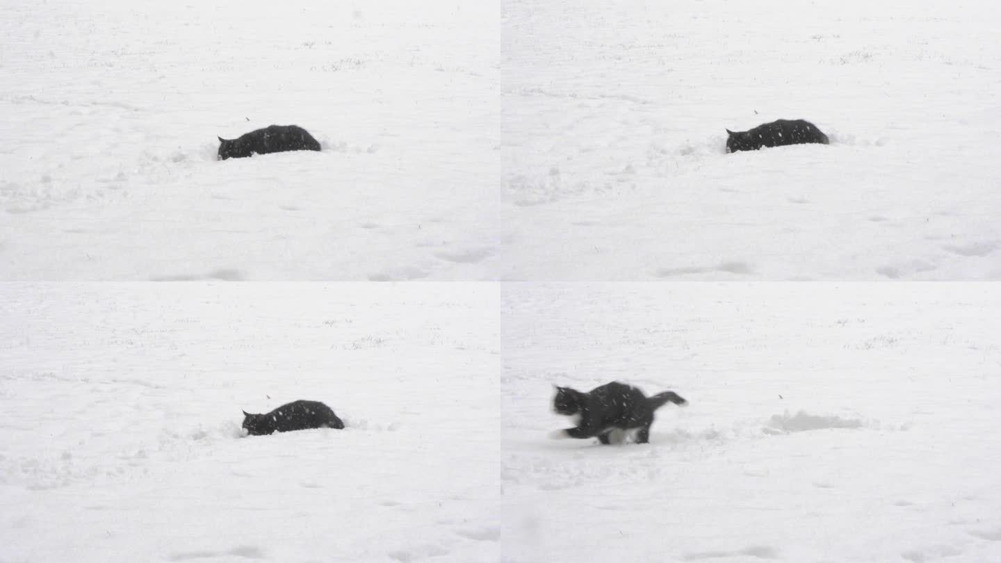冬季猫在雪地捕猎动作猫狩猎姿势