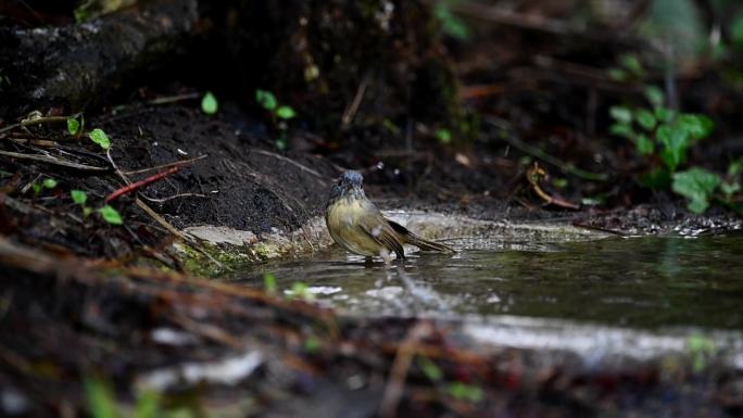 云南保山高黎贡山热带森林里戏水的台湾雀鹛