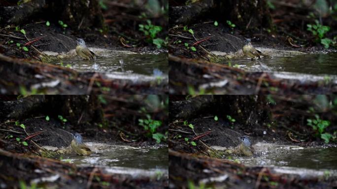 云南保山高黎贡山热带森林里戏水的台湾雀鹛