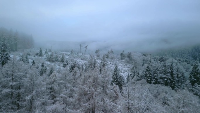 冬季森林清林，雾气覆盖林地。清晨。惠林特森林，英格兰湖区，坎布里亚，英国。