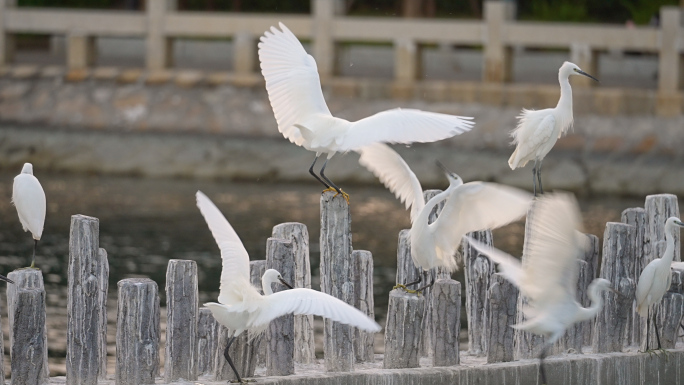 海边湖边白鹭嬉戏玩闹捕鱼觅食4K-2