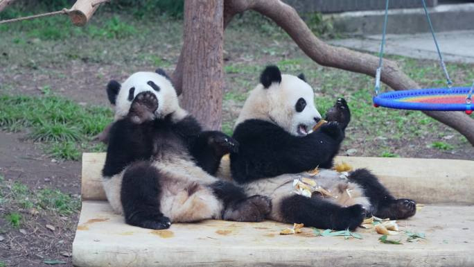 国宝大熊猫双胞胎