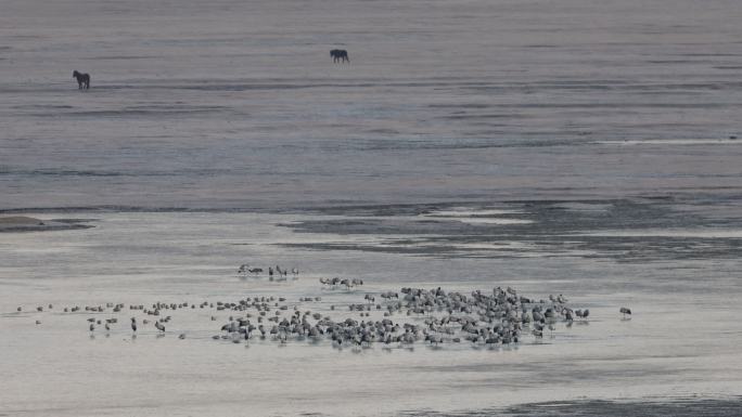 香格里拉纳帕海湿地冰面上的黑颈鹤视觉