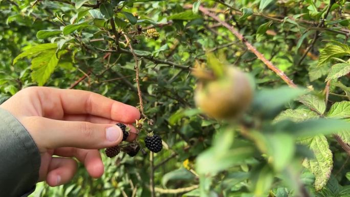 野果收获季节有机新鲜美味多汁美味果酱自然制成天然矿物质维生素黑莓野生森林浆果沙特阿拉伯绿色山地景观伊