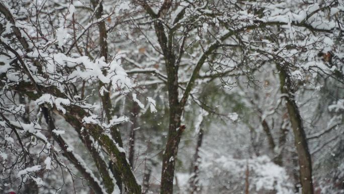 雪堆积在树枝上，飘着大片雪花