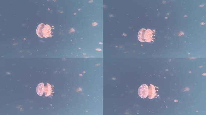 帕劳帛琉蓝色透明状无毒水母群粉色水母蓝色