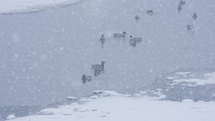 冒雪游弋的野鸭