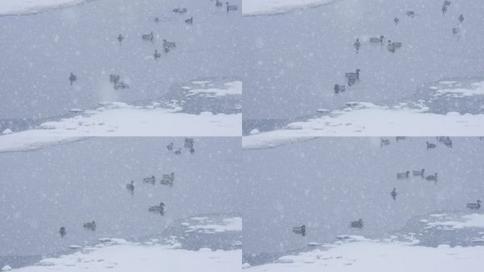 冒雪游弋的野鸭