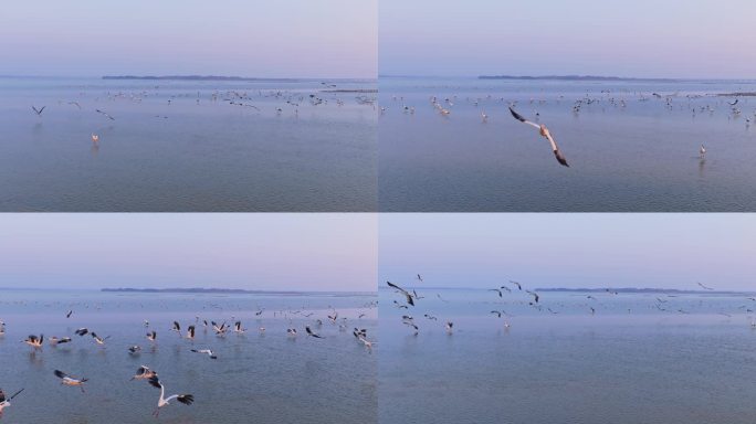 鄱阳湖 候鸟 白鹤 航拍