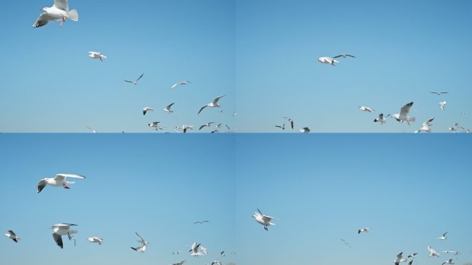 【正版素材】昆明人文海埂海鸥候鸟0096