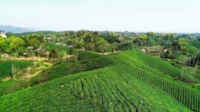 航拍信仰毛尖茶山