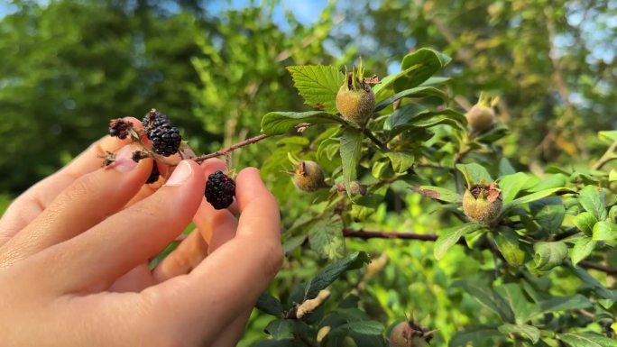 野果浆果枸杞在森林中的天然食品有机采摘由妇女手手指触摸自然徒步旅行夏天风景风景乡村在伊朗的村庄灌木丛