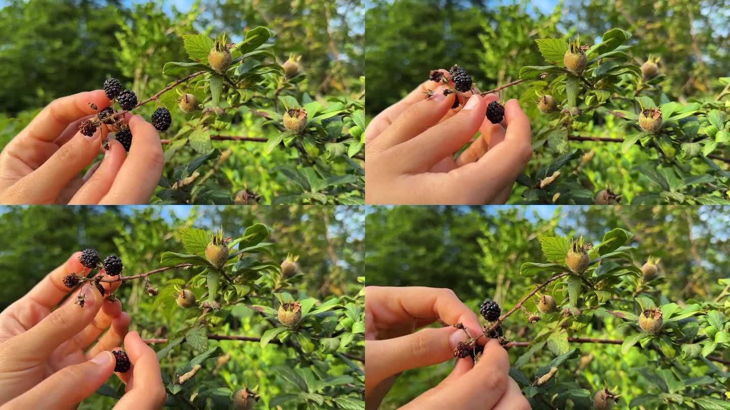 野果浆果枸杞在森林中的天然食品有机采摘由妇女手手指触摸自然徒步旅行夏天风景风景乡村在伊朗的村庄灌木丛