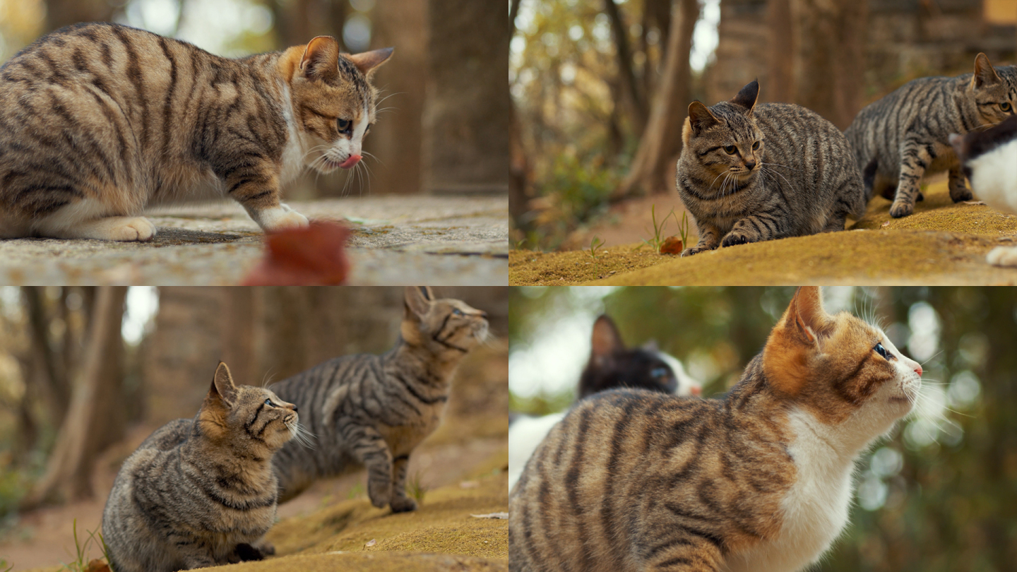 中华狸花猫小猫宠物可爱灵动故宫猫普陀山