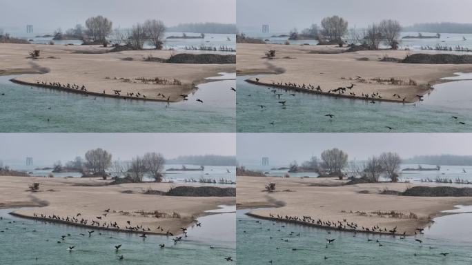 航拍襄阳汉江湿地候鸟鸬鹚生态环境自然风光