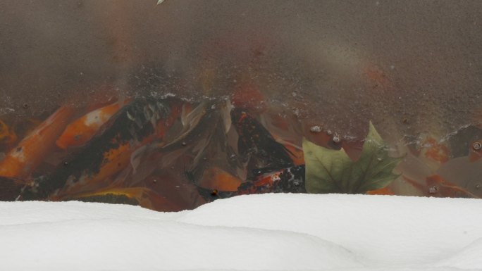 金鱼锦鲤在池塘的一层冰下游泳