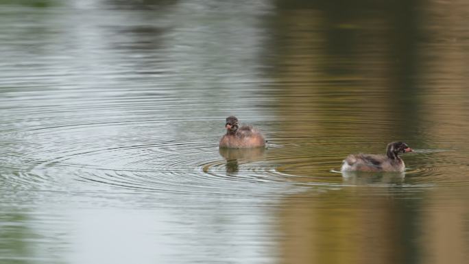 水面上游动的两只野鸭子
