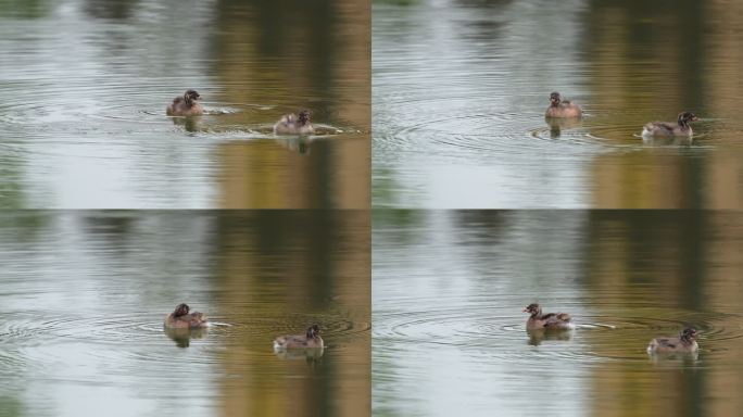 水面上游动的两只野鸭子