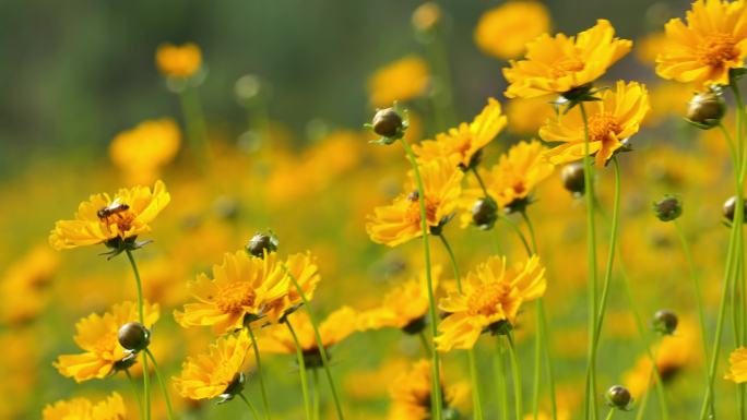 野花 雏菊 花花草草溪边野花视频合集