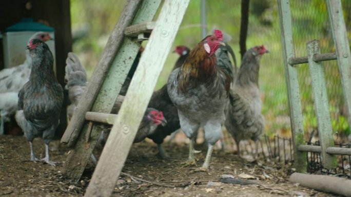 深入研究在一个舒适的鸡笼里满足的鸡的场景。看着这些长着羽毛的居民啄着啄着，昂首阔步，展示着农场生活的