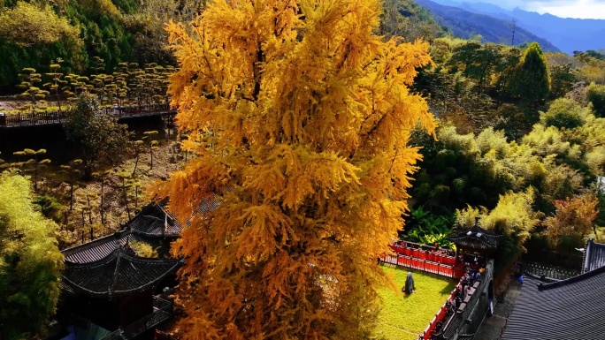 陕西长安古观音禅寺千年银杏树