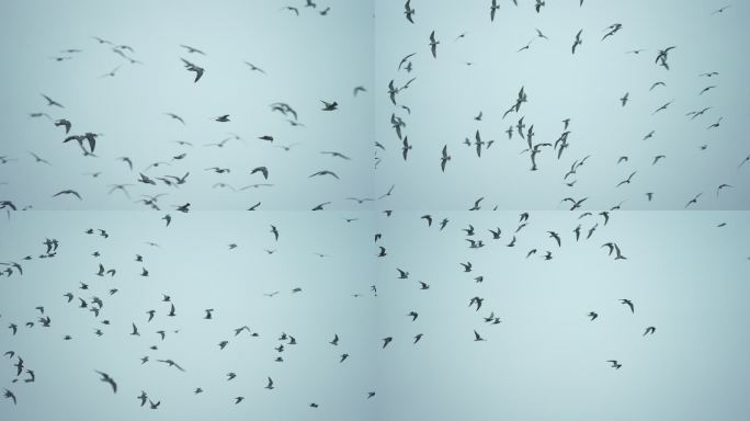 天空飞翔的鸥群-高速摄影