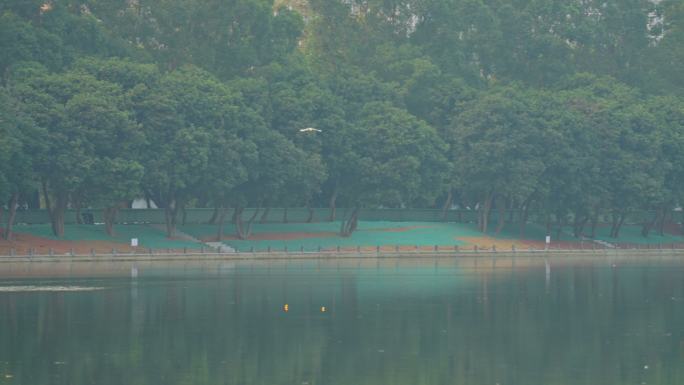 鸟儿飞掠过绿色树木为背景的水面镜头一组