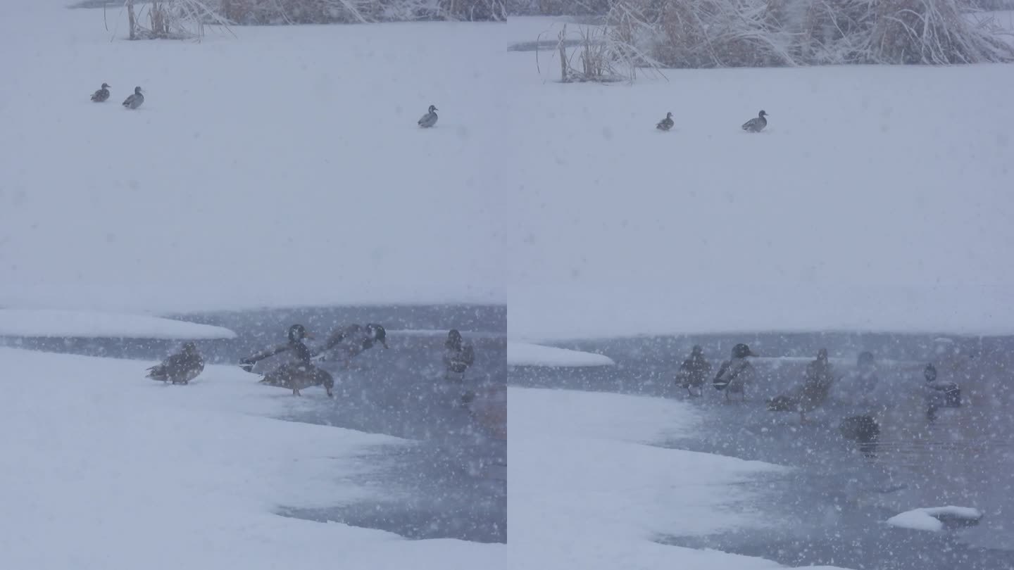冒雪跋涉下水的野鸭