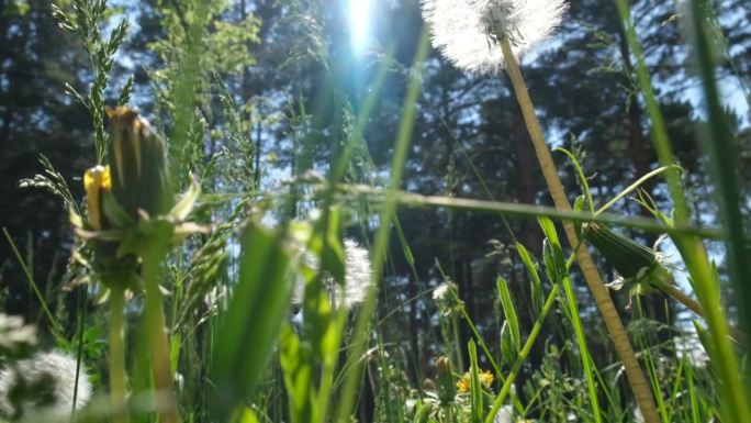 夏日的森林，抬头仰望。草木鲜绿，鲜花底景，夏日气息