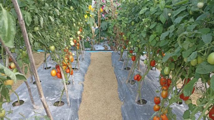 西红柿生长在花园农场的田地里。农业和耕作