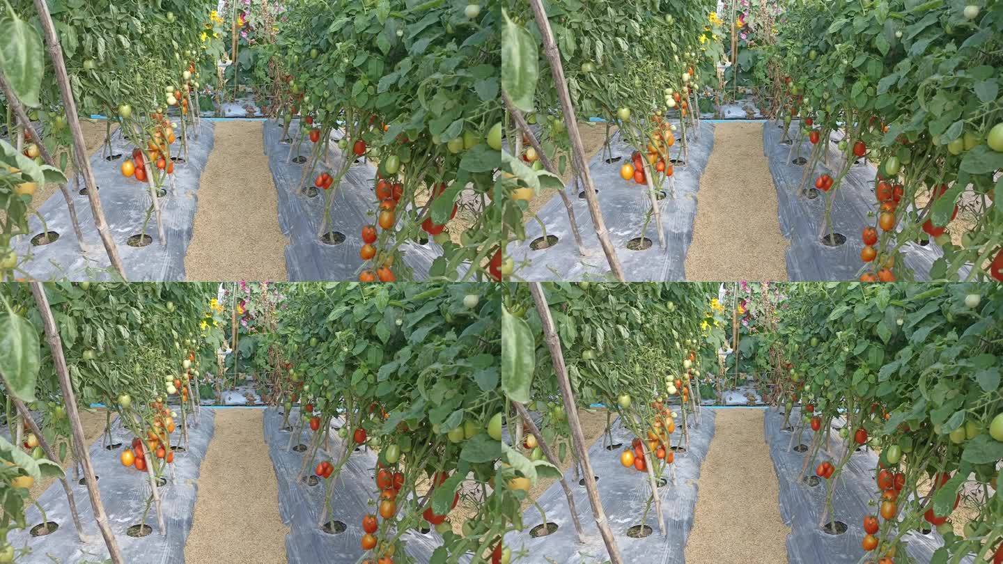 西红柿生长在花园农场的田地里。农业和耕作