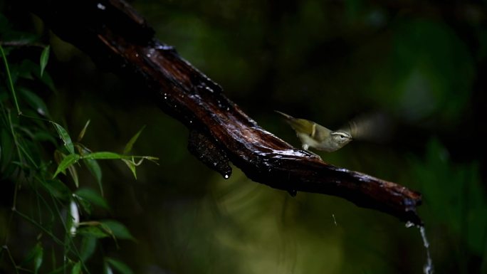森林里喝水的橙斑翅柳莺