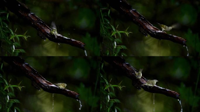 森林里喝水的橙斑翅柳莺