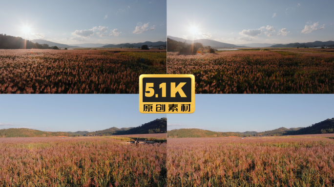 5K-甘蔗种植，甘蔗基地，商品塘料