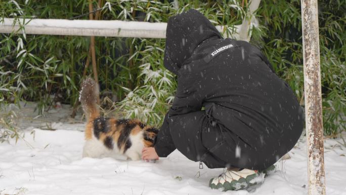 下雪天冬季喂养流浪猫三花猫救助流浪猫