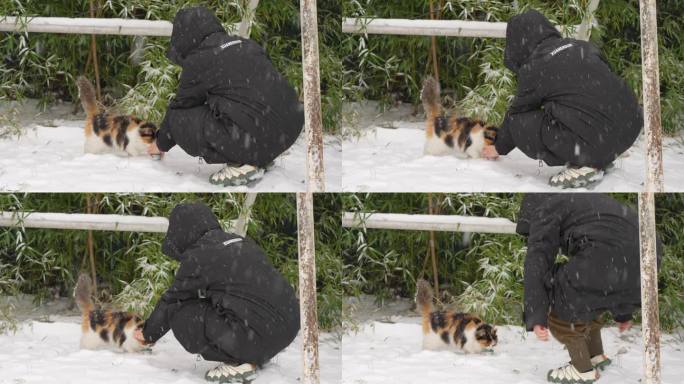 下雪天冬季喂养流浪猫三花猫救助流浪猫