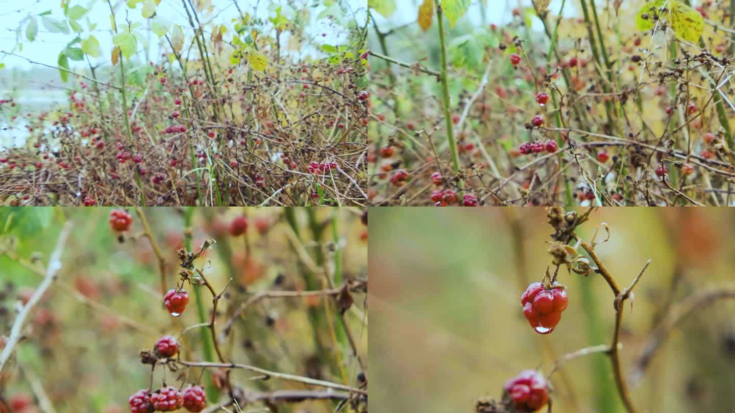 史诗般的红色野莓被夜露浸湿。超级变焦。