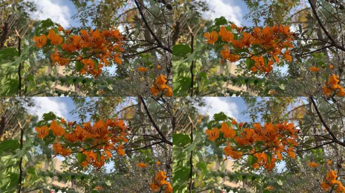 近距离观看盛开的橙色三角梅花和蓝天。九重葛花在风中摇曳。橘黄色的九重葛花在花园里盛开。